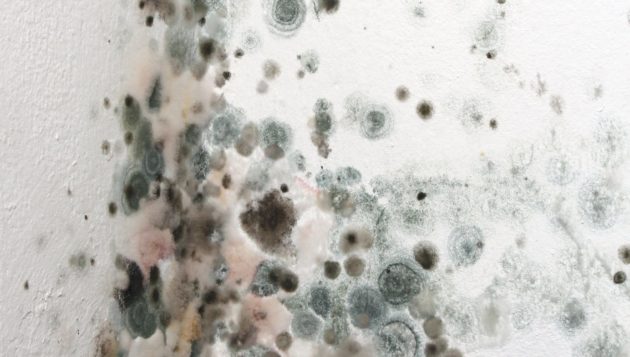 image of mold growth on the walls of a home