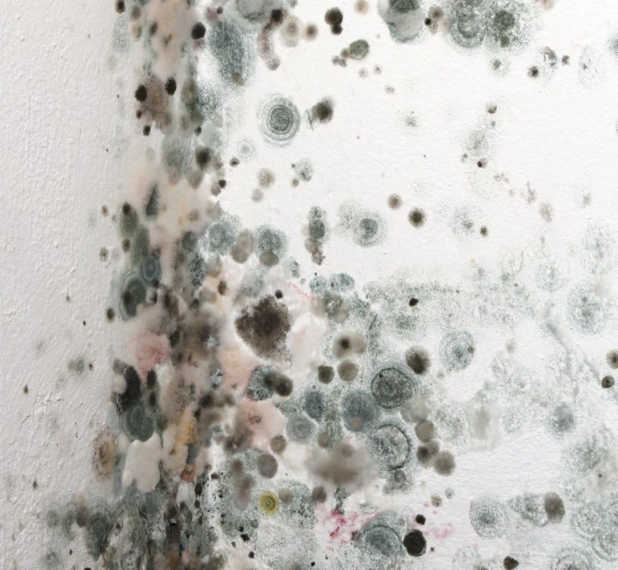 image of mold growth on the walls of a home