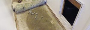peeling carpet and mold growth damage caused by a slab leak