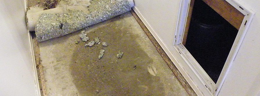 peeling carpet and mold growth damage caused by a slab leak