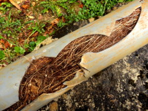 How do roots break pipes.