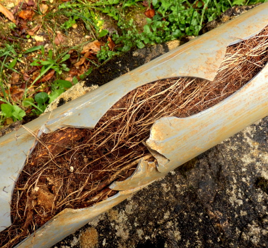 a broken sewer pipe with tree roots growing inside of it