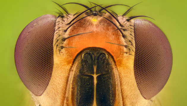 a close-up of the head of a fruit fly