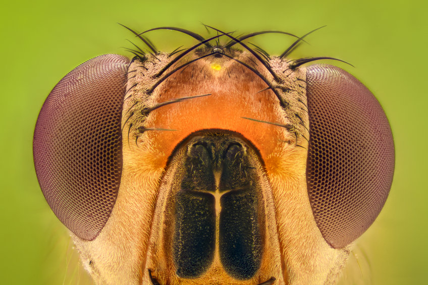 a close-up of the head of a fruit fly