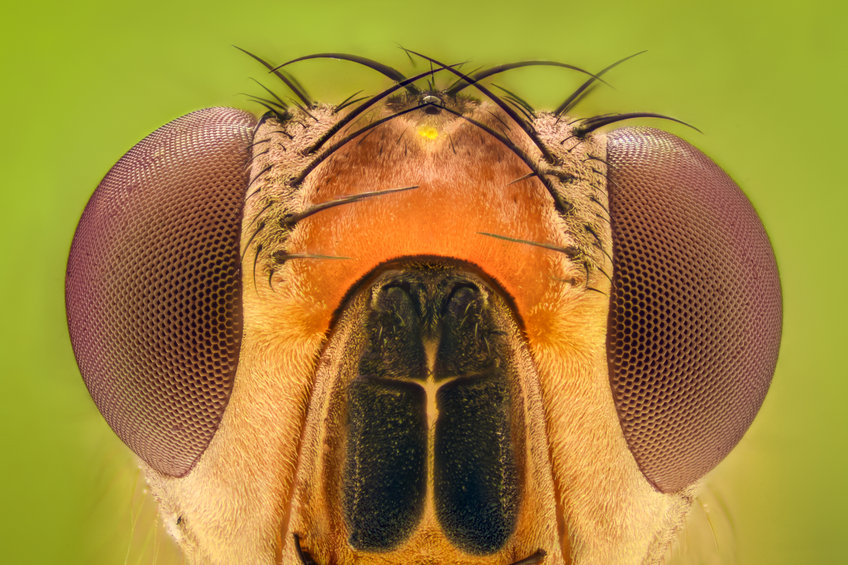 How to Get Rid of Fruit Flies in a Grocery Store